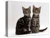 Domestic Cat, Two 8-Week Tabby Kittens, Male and Female-Jane Burton-Stretched Canvas