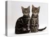 Domestic Cat, Two 8-Week Tabby Kittens, Male and Female-Jane Burton-Stretched Canvas