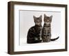 Domestic Cat, Two 8-Week Tabby Kittens, Male and Female-Jane Burton-Framed Premium Photographic Print