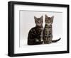 Domestic Cat, Two 8-Week Tabby Kittens, Male and Female-Jane Burton-Framed Premium Photographic Print