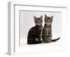 Domestic Cat, Two 8-Week Tabby Kittens, Male and Female-Jane Burton-Framed Premium Photographic Print