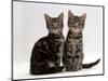 Domestic Cat, Two 8-Week Tabby Kittens, Male and Female-Jane Burton-Mounted Premium Photographic Print