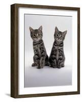 Domestic Cat, Two 8-Week Tabby Kittens, Male and Female-Jane Burton-Framed Photographic Print