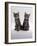 Domestic Cat, Two 8-Week Tabby Kittens, Male and Female-Jane Burton-Framed Photographic Print