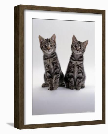 Domestic Cat, Two 8-Week Tabby Kittens, Male and Female-Jane Burton-Framed Photographic Print