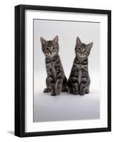 Domestic Cat, Two 8-Week Tabby Kittens, Male and Female-Jane Burton-Framed Photographic Print