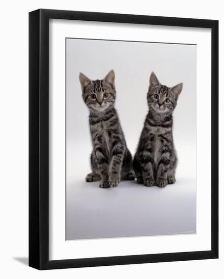Domestic Cat, Two 8-Week Tabby Kittens, Male and Female-Jane Burton-Framed Photographic Print