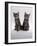 Domestic Cat, Two 8-Week Tabby Kittens, Male and Female-Jane Burton-Framed Photographic Print