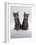 Domestic Cat, Two 8-Week Tabby Kittens, Male and Female-Jane Burton-Framed Photographic Print