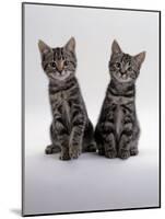 Domestic Cat, Two 8-Week Tabby Kittens, Male and Female-Jane Burton-Mounted Photographic Print