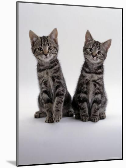 Domestic Cat, Two 8-Week Tabby Kittens, Male and Female-Jane Burton-Mounted Photographic Print