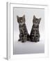 Domestic Cat, Two 8-Week Tabby Kittens, Male and Female-Jane Burton-Framed Photographic Print