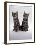 Domestic Cat, Two 8-Week Tabby Kittens, Male and Female-Jane Burton-Framed Photographic Print