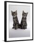 Domestic Cat, Two 8-Week Tabby Kittens, Male and Female-Jane Burton-Framed Photographic Print