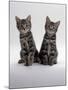 Domestic Cat, Two 8-Week Tabby Kittens, Male and Female-Jane Burton-Mounted Photographic Print