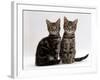 Domestic Cat, Two 8-Week Tabby Kittens, Male and Female-Jane Burton-Framed Photographic Print