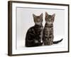 Domestic Cat, Two 8-Week Tabby Kittens, Male and Female-Jane Burton-Framed Photographic Print