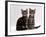 Domestic Cat, Two 8-Week Tabby Kittens, Male and Female-Jane Burton-Framed Photographic Print