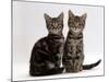 Domestic Cat, Two 8-Week Tabby Kittens, Male and Female-Jane Burton-Mounted Photographic Print