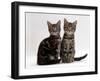 Domestic Cat, Two 8-Week Tabby Kittens, Male and Female-Jane Burton-Framed Photographic Print