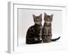 Domestic Cat, Two 8-Week Tabby Kittens, Male and Female-Jane Burton-Framed Photographic Print