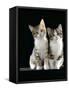 Domestic Cat, Two 8-Week Tabby Tortoiseshell and White Kittens-Jane Burton-Framed Stretched Canvas