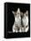 Domestic Cat, Two 8-Week Tabby Tortoiseshell and White Kittens-Jane Burton-Framed Stretched Canvas