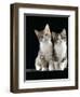 Domestic Cat, Two 8-Week Tabby Tortoiseshell and White Kittens-Jane Burton-Framed Premium Photographic Print