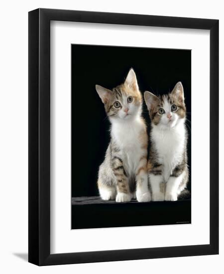 Domestic Cat, Two 8-Week Tabby Tortoiseshell and White Kittens-Jane Burton-Framed Premium Photographic Print