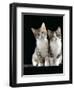 Domestic Cat, Two 8-Week Tabby Tortoiseshell and White Kittens-Jane Burton-Framed Premium Photographic Print