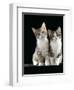 Domestic Cat, Two 8-Week Tabby Tortoiseshell and White Kittens-Jane Burton-Framed Premium Photographic Print