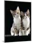 Domestic Cat, Two 8-Week Tabby Tortoiseshell and White Kittens-Jane Burton-Mounted Premium Photographic Print