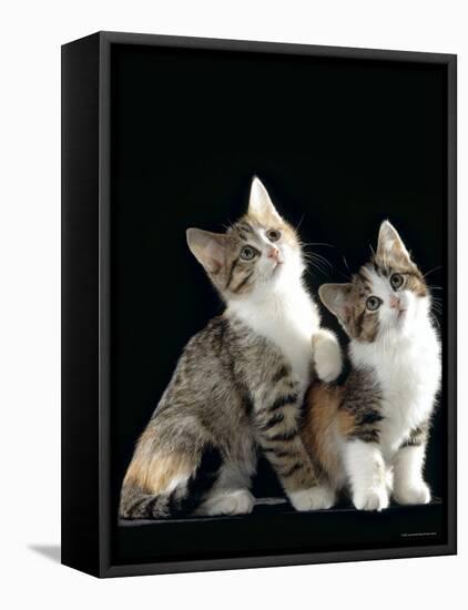 Domestic Cat, Two 8-Week Tabby Tortoiseshell and White Kittens-Jane Burton-Framed Stretched Canvas