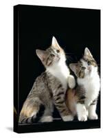 Domestic Cat, Two 8-Week Tabby Tortoiseshell and White Kittens-Jane Burton-Stretched Canvas
