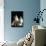 Domestic Cat, Two 8-Week Tabby Tortoiseshell and White Kittens-Jane Burton-Photographic Print displayed on a wall