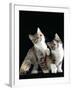 Domestic Cat, Two 8-Week Tabby Tortoiseshell and White Kittens-Jane Burton-Framed Photographic Print