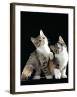 Domestic Cat, Two 8-Week Tabby Tortoiseshell and White Kittens-Jane Burton-Framed Photographic Print