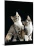 Domestic Cat, Two 8-Week Tabby Tortoiseshell and White Kittens-Jane Burton-Mounted Photographic Print