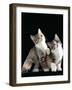 Domestic Cat, Two 8-Week Tabby Tortoiseshell and White Kittens-Jane Burton-Framed Photographic Print