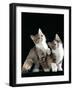 Domestic Cat, Two 8-Week Tabby Tortoiseshell and White Kittens-Jane Burton-Framed Photographic Print