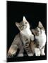 Domestic Cat, Two 8-Week Tabby Tortoiseshell and White Kittens-Jane Burton-Mounted Photographic Print