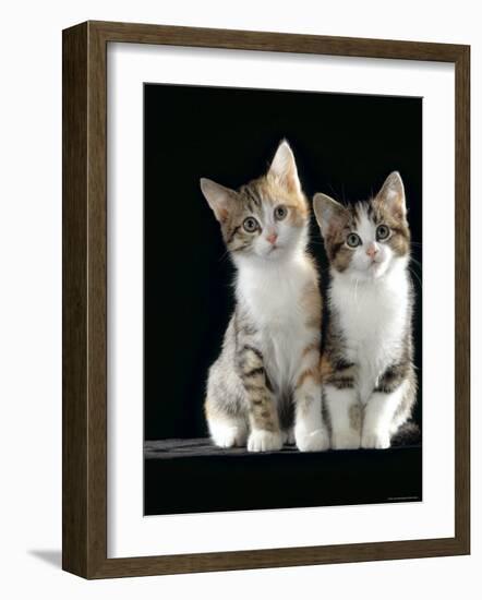 Domestic Cat, Two 8-Week Tabby Tortoiseshell and White Kittens-Jane Burton-Framed Photographic Print