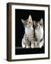 Domestic Cat, Two 8-Week Tabby Tortoiseshell and White Kittens-Jane Burton-Framed Photographic Print