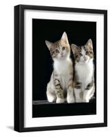 Domestic Cat, Two 8-Week Tabby Tortoiseshell and White Kittens-Jane Burton-Framed Photographic Print