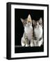 Domestic Cat, Two 8-Week Tabby Tortoiseshell and White Kittens-Jane Burton-Framed Photographic Print