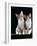 Domestic Cat, Two 8-Week Tabby Tortoiseshell and White Kittens-Jane Burton-Framed Photographic Print