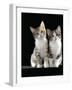 Domestic Cat, Two 8-Week Tabby Tortoiseshell and White Kittens-Jane Burton-Framed Photographic Print