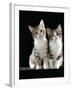 Domestic Cat, Two 8-Week Tabby Tortoiseshell and White Kittens-Jane Burton-Framed Photographic Print