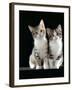 Domestic Cat, Two 8-Week Tabby Tortoiseshell and White Kittens-Jane Burton-Framed Photographic Print