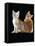 Domestic Cat, Two 9-Week Kittens, One Cream One Ginger-Jane Burton-Framed Stretched Canvas